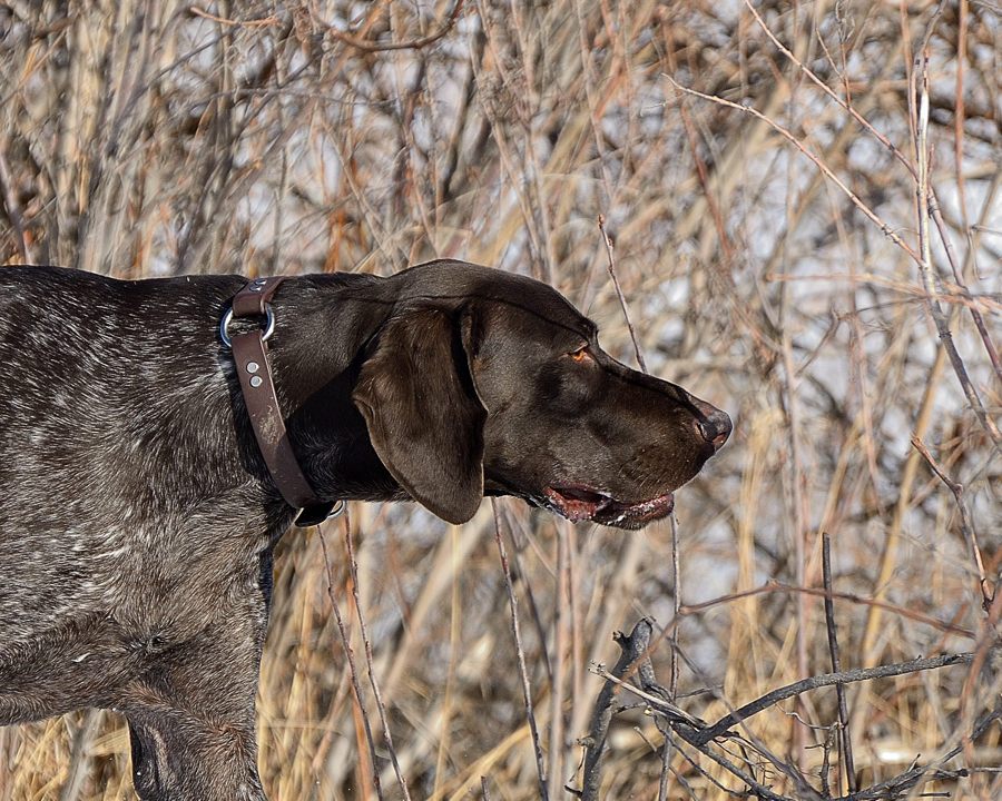 Tex Turns 2 | Birdhunter